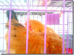 201005111805001