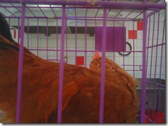 201005111805002