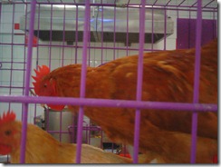 201005111805003