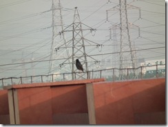 DSCF2367