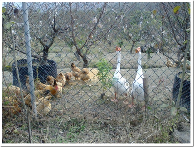 20101106227