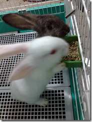 230420101080